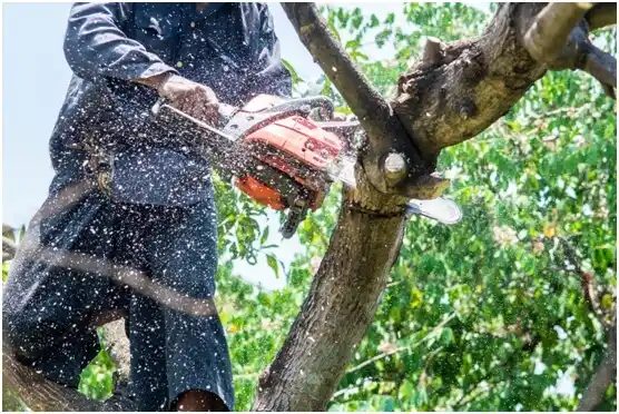 tree services Mineralwells